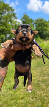 Lady Purple