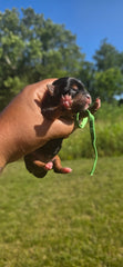 Lady Green
