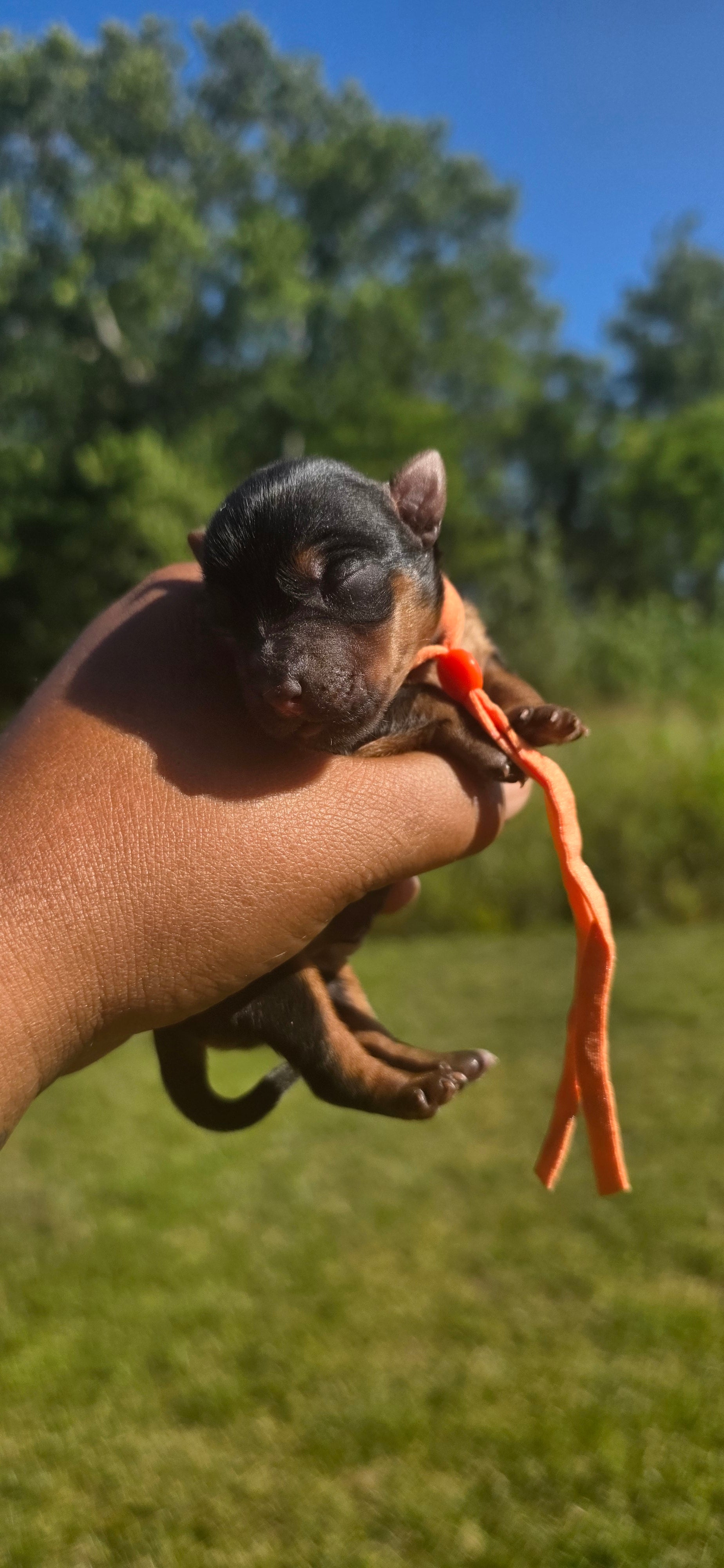 Lady Orange