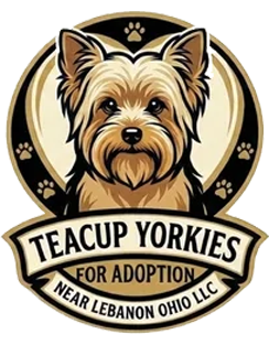 Teacup Yorkies for Adoption Near Lebanon Ohio LLC