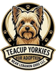 Teacup Yorkies for Adoption Near Lebanon Ohio LLC